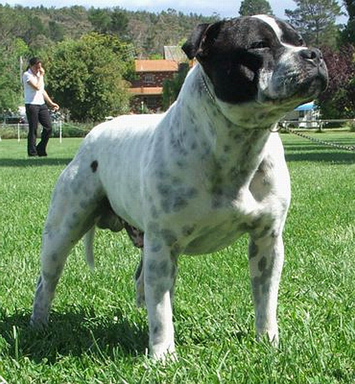 chav with staffie