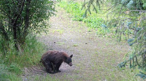 George Osborne tells us that bears poo in the woods